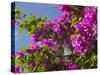 Morning Sun Lights Bougainvillea Flowers Inside Fort Jesus, Mombasa, Kenya-Paul Souders-Stretched Canvas