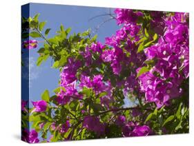 Morning Sun Lights Bougainvillea Flowers Inside Fort Jesus, Mombasa, Kenya-Paul Souders-Stretched Canvas