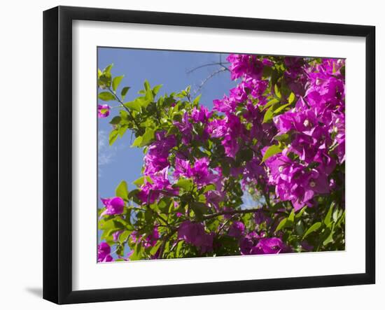 Morning Sun Lights Bougainvillea Flowers Inside Fort Jesus, Mombasa, Kenya-Paul Souders-Framed Photographic Print