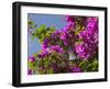 Morning Sun Lights Bougainvillea Flowers Inside Fort Jesus, Mombasa, Kenya-Paul Souders-Framed Photographic Print