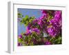 Morning Sun Lights Bougainvillea Flowers Inside Fort Jesus, Mombasa, Kenya-Paul Souders-Framed Photographic Print