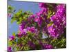 Morning Sun Lights Bougainvillea Flowers Inside Fort Jesus, Mombasa, Kenya-Paul Souders-Mounted Photographic Print