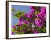 Morning Sun Lights Bougainvillea Flowers Inside Fort Jesus, Mombasa, Kenya-Paul Souders-Framed Photographic Print