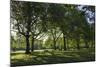 Morning Sunlight, St. James Park, London, England, United Kingdom-James Emmerson-Mounted Photographic Print