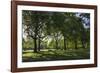 Morning Sunlight, St. James Park, London, England, United Kingdom-James Emmerson-Framed Photographic Print