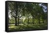 Morning Sunlight, St. James Park, London, England, United Kingdom-James Emmerson-Framed Stretched Canvas