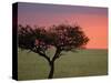 Morning Sunrise Behind a Tree in the Maasai Mara, Kenya-Joe Restuccia III-Stretched Canvas