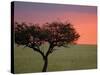 Morning Sunrise Behind a Tree in the Maasai Mara, Kenya-Joe Restuccia III-Stretched Canvas