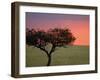 Morning Sunrise Behind a Tree in the Maasai Mara, Kenya-Joe Restuccia III-Framed Photographic Print