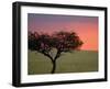 Morning Sunrise Behind a Tree in the Maasai Mara, Kenya-Joe Restuccia III-Framed Photographic Print