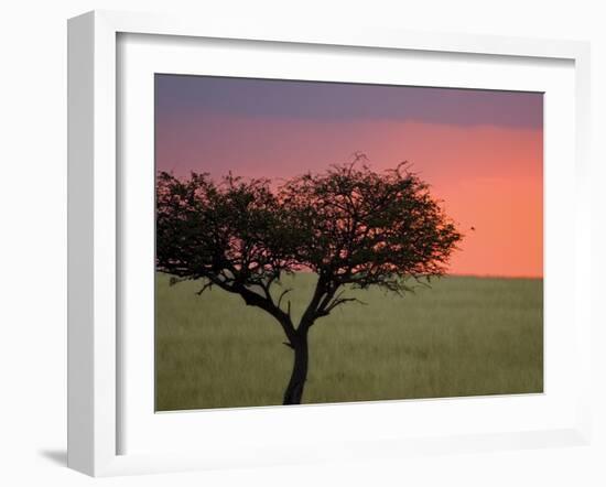 Morning Sunrise Behind a Tree in the Maasai Mara, Kenya-Joe Restuccia III-Framed Photographic Print
