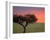 Morning Sunrise Behind a Tree in the Maasai Mara, Kenya-Joe Restuccia III-Framed Photographic Print