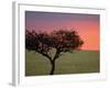 Morning Sunrise Behind a Tree in the Maasai Mara, Kenya-Joe Restuccia III-Framed Photographic Print