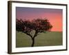 Morning Sunrise Behind a Tree in the Maasai Mara, Kenya-Joe Restuccia III-Framed Photographic Print