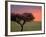 Morning Sunrise Behind a Tree in the Maasai Mara, Kenya-Joe Restuccia III-Framed Photographic Print