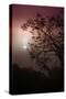 Morning Tree and Fog Silhouette-Vincent James-Stretched Canvas