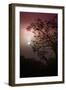 Morning Tree and Fog Silhouette-Vincent James-Framed Photographic Print