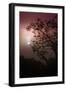 Morning Tree and Fog Silhouette-Vincent James-Framed Photographic Print
