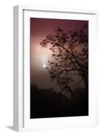 Morning Tree and Fog Silhouette-Vincent James-Framed Photographic Print