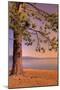 Morning Tree, South Lake Tahoe-Vincent James-Mounted Photographic Print