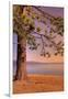 Morning Tree, South Lake Tahoe-Vincent James-Framed Photographic Print