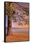 Morning Tree, South Lake Tahoe-Vincent James-Framed Stretched Canvas