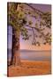Morning Tree, South Lake Tahoe-Vincent James-Stretched Canvas