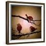 Morning Tweet-Cherie Roe Dirksen-Framed Giclee Print