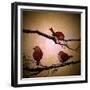 Morning Tweet-Cherie Roe Dirksen-Framed Giclee Print