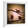 Morning Tweet-Cherie Roe Dirksen-Framed Giclee Print