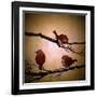 Morning Tweet-Cherie Roe Dirksen-Framed Giclee Print