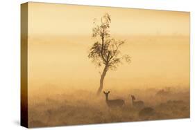 Morning Watch-Matt Roseveare-Stretched Canvas