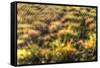 Morning Web-Robert Goldwitz-Framed Stretched Canvas