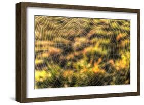 Morning Web-Robert Goldwitz-Framed Photographic Print