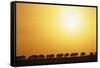 Morning Wildebeest Migration-Paul Souders-Framed Stretched Canvas