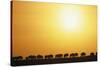 Morning Wildebeest Migration-Paul Souders-Stretched Canvas