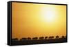 Morning Wildebeest Migration-Paul Souders-Framed Stretched Canvas