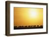 Morning Wildebeest Migration-Paul Souders-Framed Photographic Print