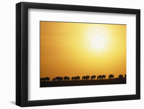 Morning Wildebeest Migration-Paul Souders-Framed Photographic Print