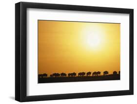 Morning Wildebeest Migration-Paul Souders-Framed Photographic Print