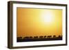 Morning Wildebeest Migration-Paul Souders-Framed Photographic Print