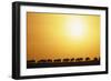 Morning Wildebeest Migration-Paul Souders-Framed Photographic Print