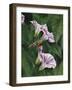 Morning-Barbara Keith-Framed Giclee Print