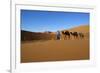 Moroccan Camel Driver-Stuart Black-Framed Photographic Print