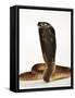 Moroccan Cobra-Martin Harvey-Framed Stretched Canvas