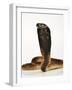 Moroccan Cobra-Martin Harvey-Framed Photographic Print