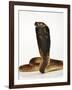 Moroccan Cobra-Martin Harvey-Framed Photographic Print