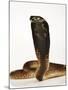 Moroccan Cobra-Martin Harvey-Mounted Photographic Print