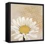 Moroccan Daisy 1-Walela R.-Framed Stretched Canvas