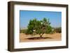 Moroccan Goats in an Argan Tree (Argania Spinosa) Eating Argan Nuts-Aerostato-Framed Photographic Print